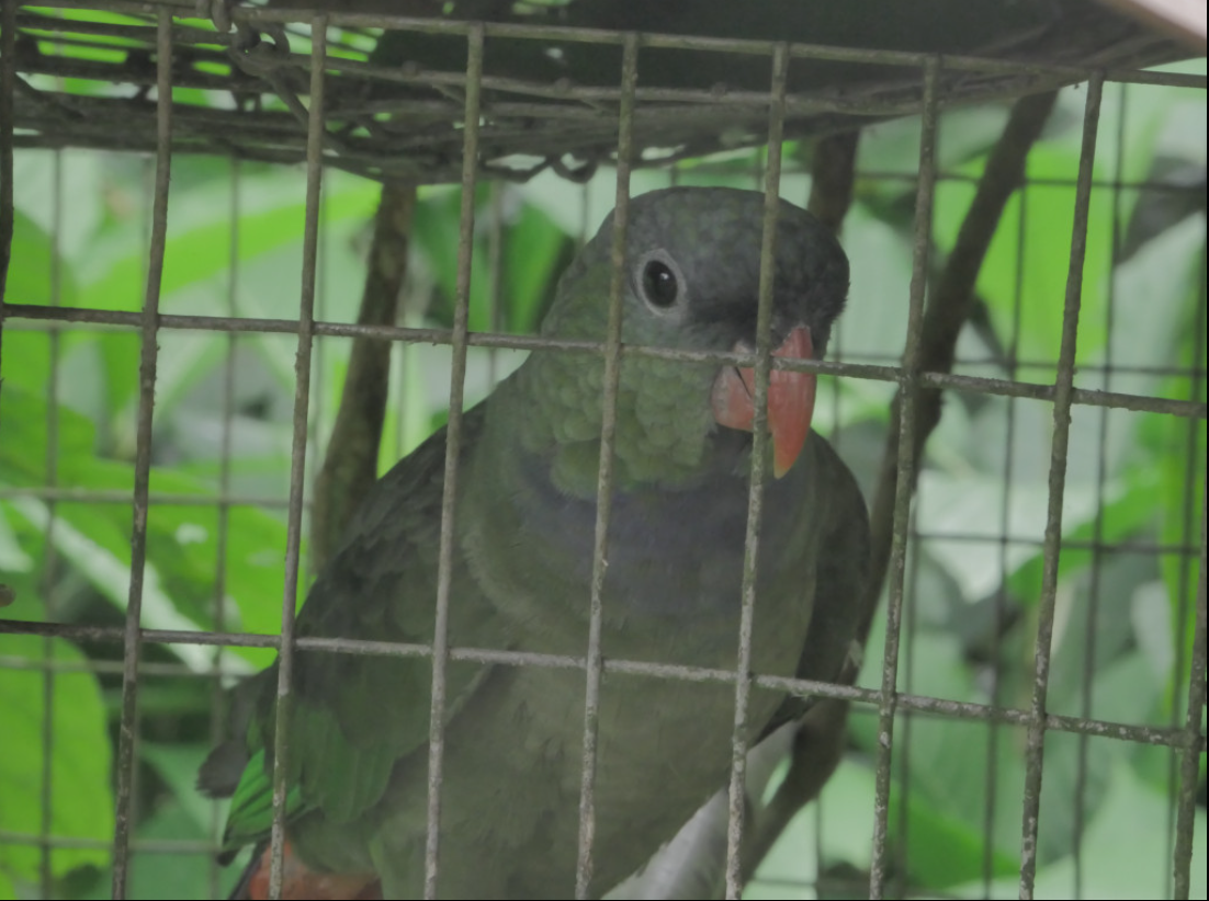 La participación ciudadana es vital para conservar la vida silvestre en la Amazonía ecuatoriana